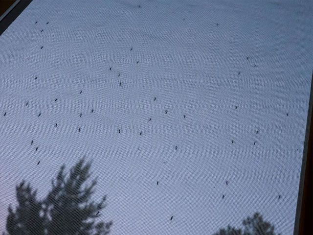 Москитная сетка эконом купить недорого в Кирове