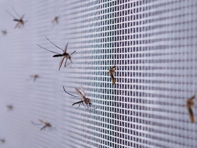 Москитные сетки купить для пластиковых окон