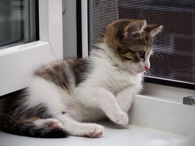 Москитная сетка антикошка купить недорого в Кирове